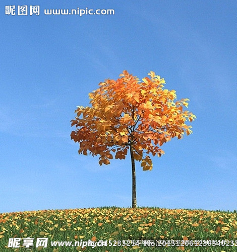 秋季树木模型 红叶
