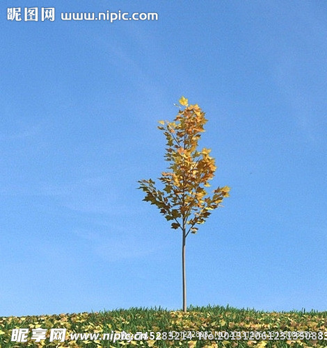 秋季树木模型 红叶