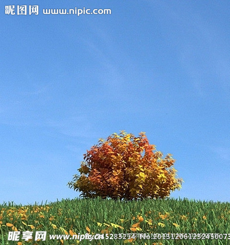秋季树木模型 红叶