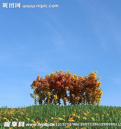 秋季树木模型 红叶