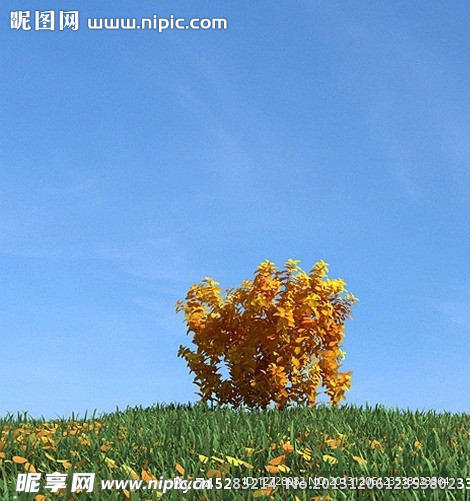 秋季树木模型 红叶