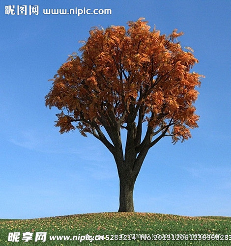 秋季树木模型 红叶