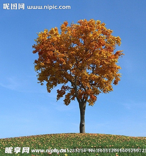 秋季树木模型 红叶
