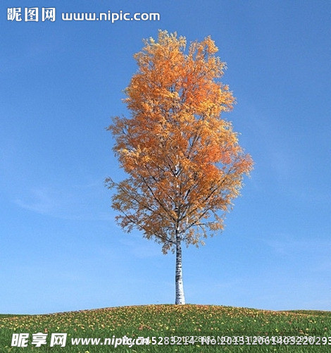 秋季树木模型 红叶