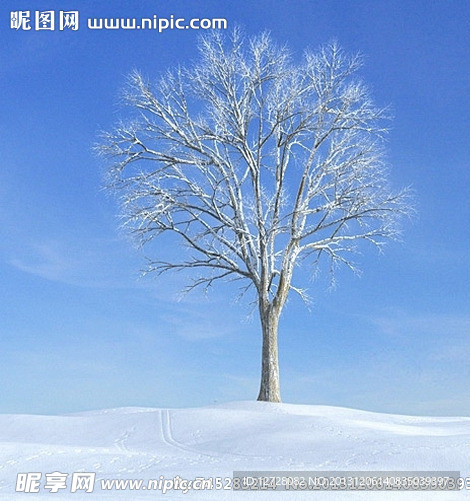 冬季树木模型 树木模