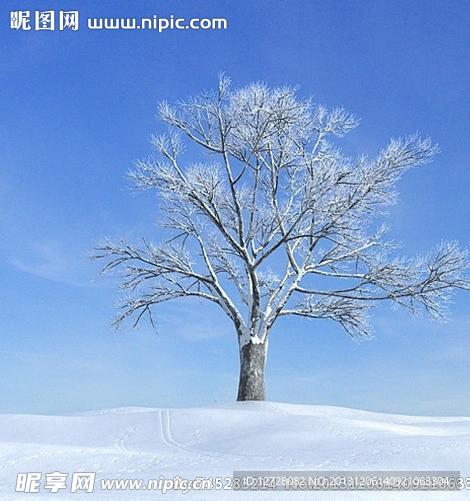 冬季树木模型 树木模