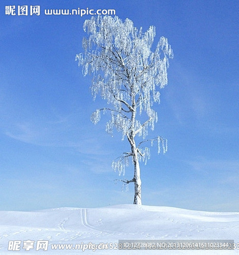 冬季树木模型 树模型