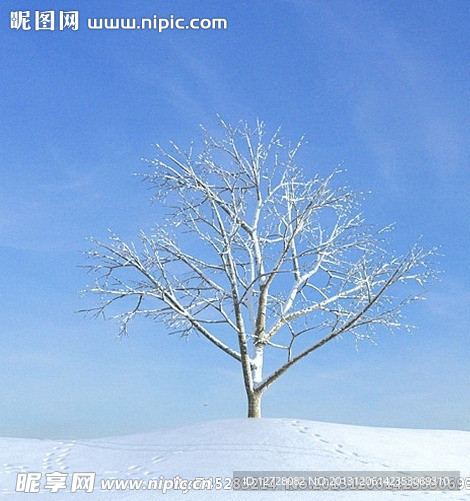 冬季树木模型 树模型