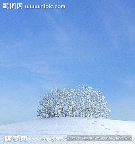 冬季树木模型 树模型