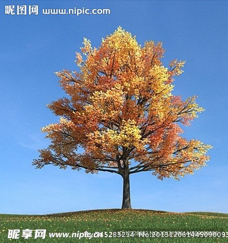 秋季树木模型 树模型