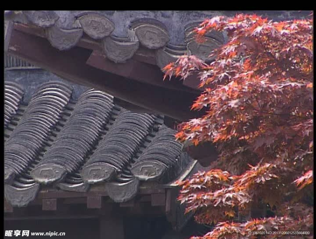 屋顶红叶视频素材