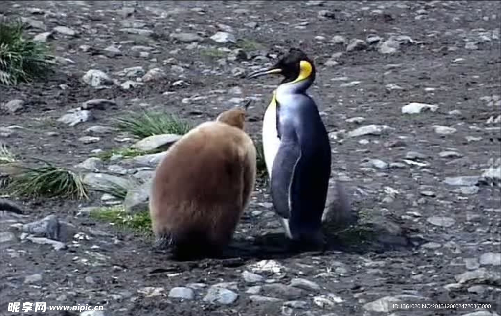 企鹅背景视频素材