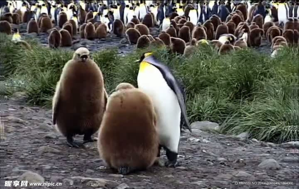 企鹅背景视频素材