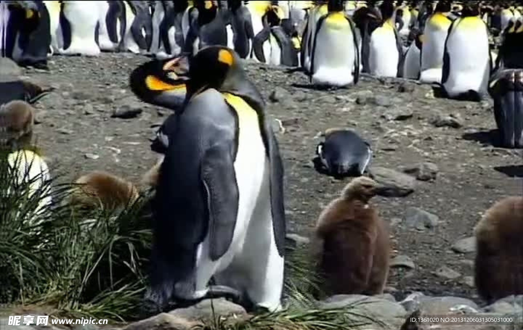 企鹅视频素材