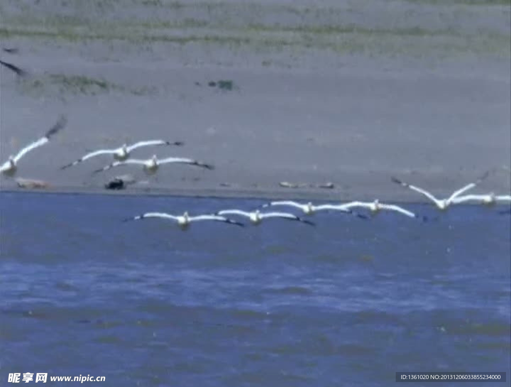 海鸥活动视频频素材