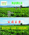 种业公司