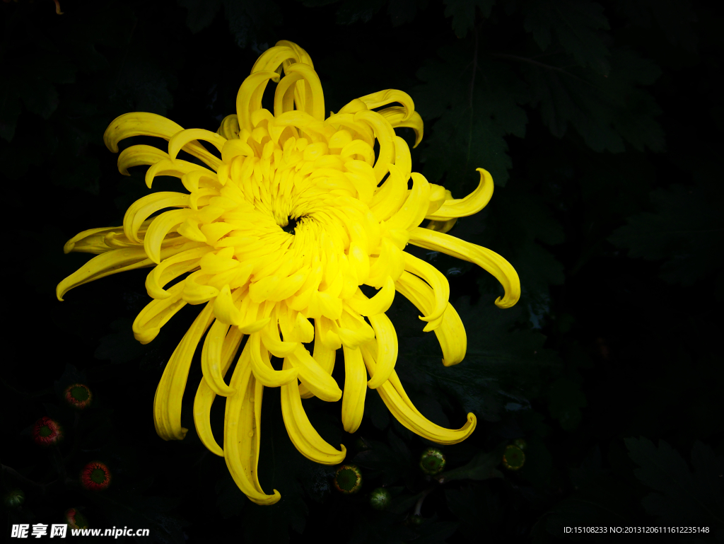 菊花
