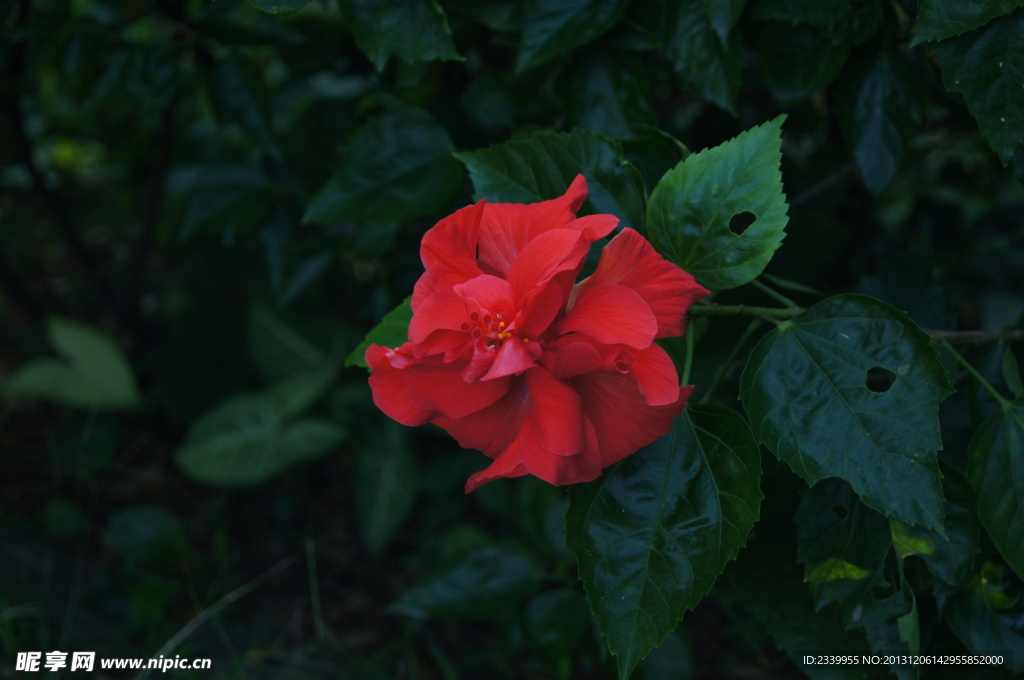 红花扶桑花