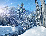 雪景 雪松