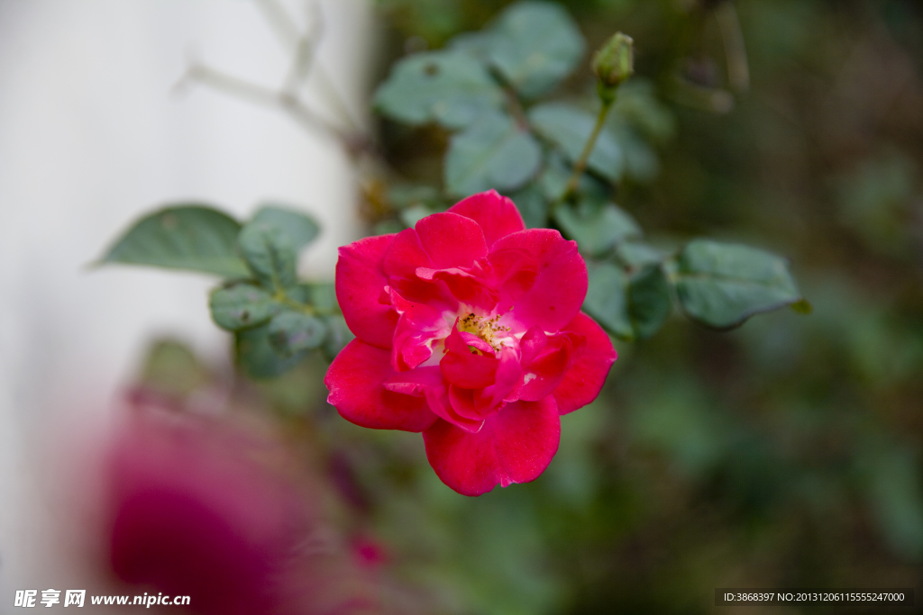 月季花