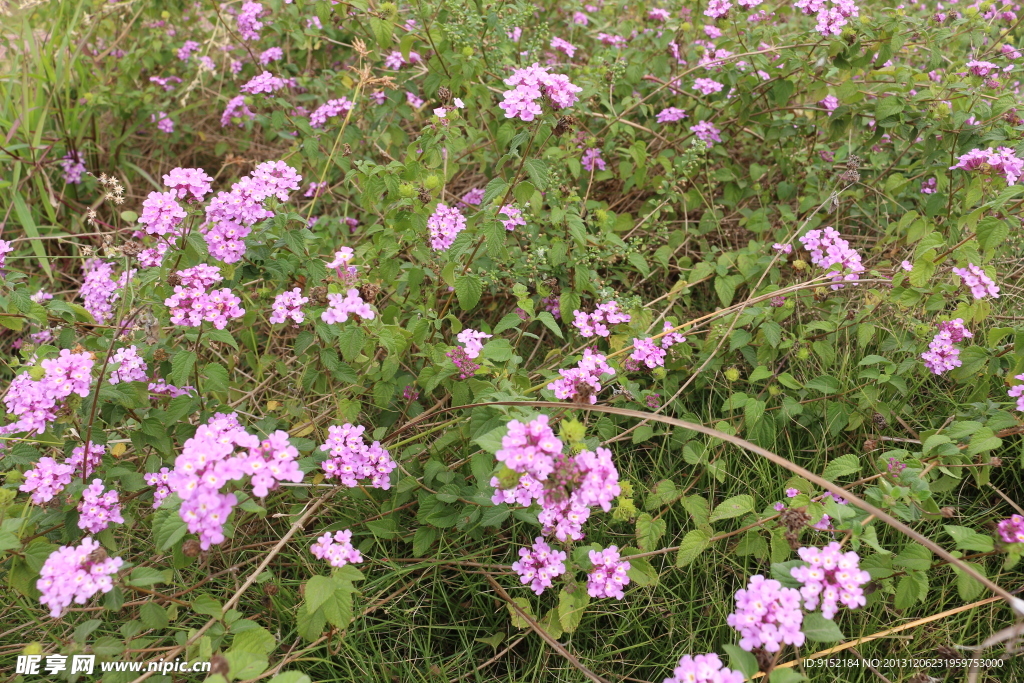 公园里的小花朵