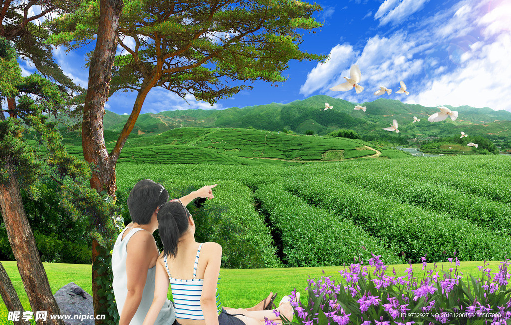 自然风景 茶山