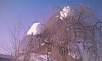 柳树上的冬雪