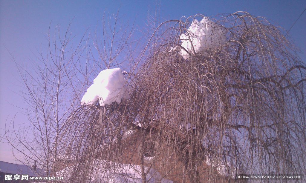 柳树上的冬雪