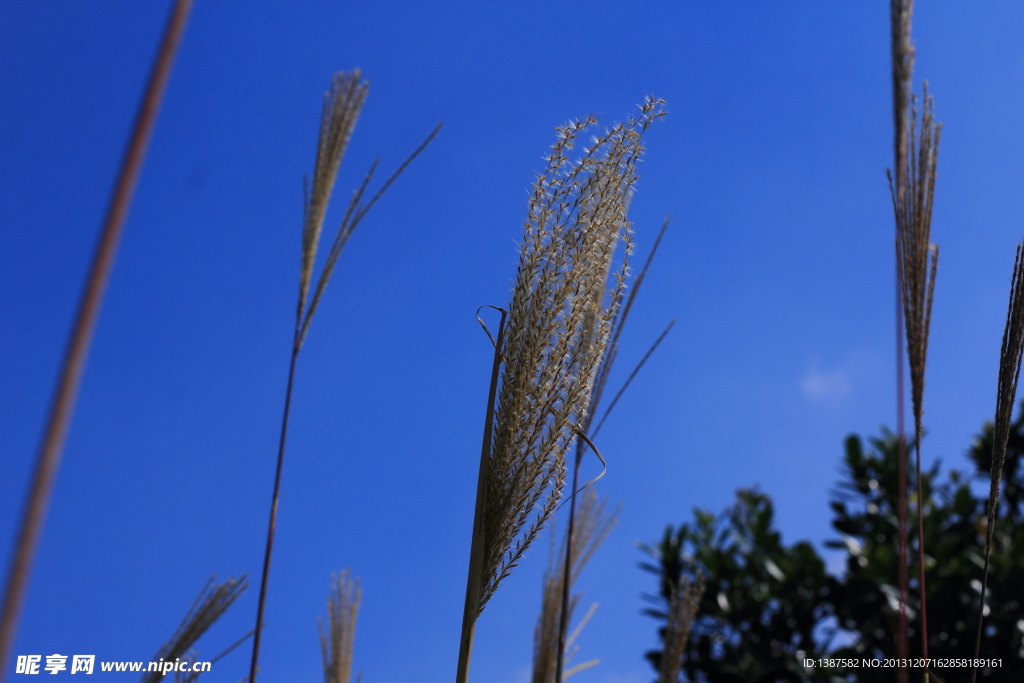 蓝天白云芦苇花草树木户外驴行