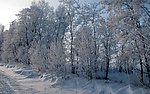 雪景