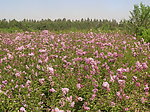风景 花