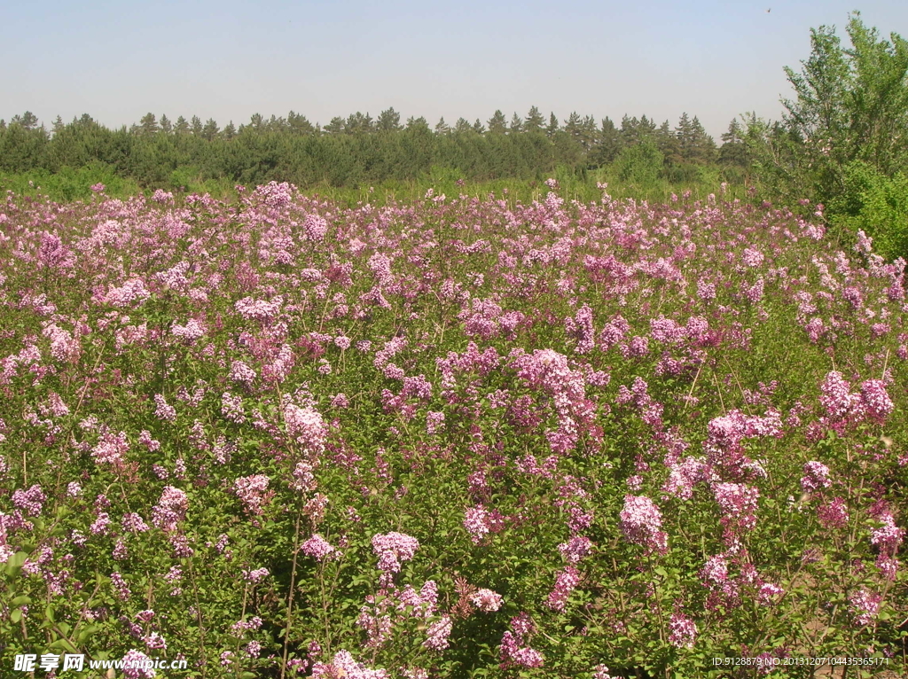 风景 花