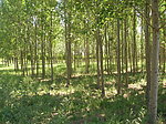 风景 树林