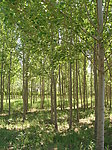 风景 树林