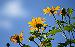 葵花 野花