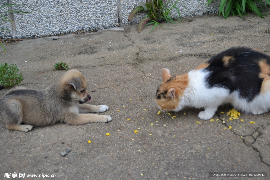 猫和狗