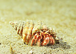 海洋生物 螺 海螺