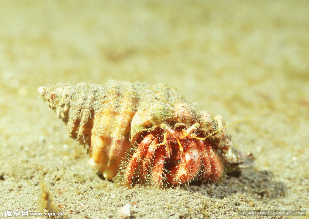 海洋生物 螺 海螺