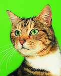 猫 猫咪 动物 可爱