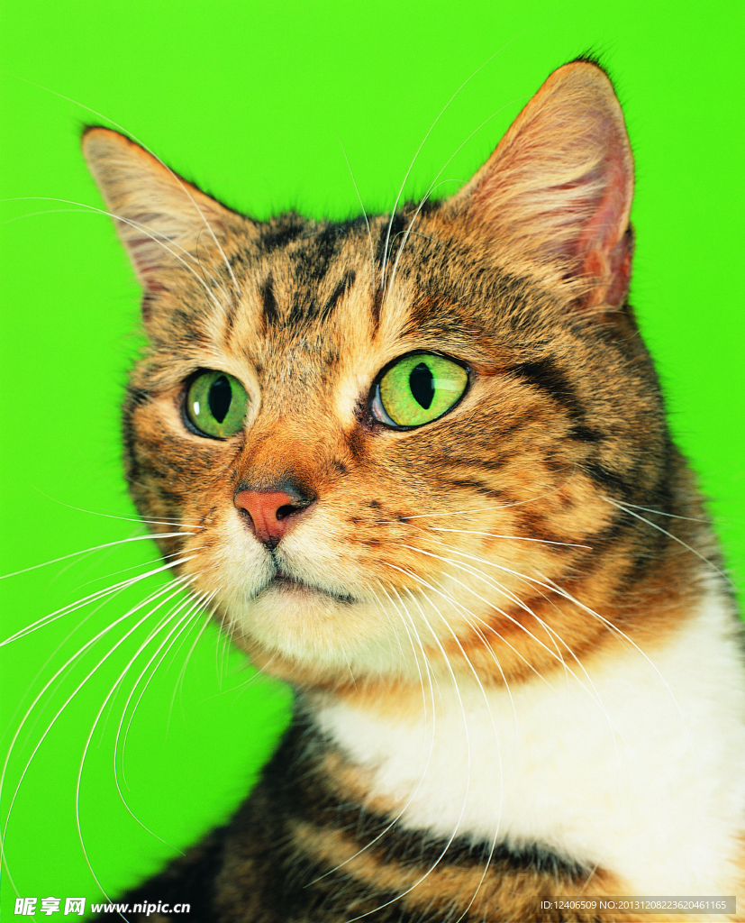 猫 猫咪 动物 可爱
