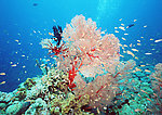海洋 海洋生物 海底