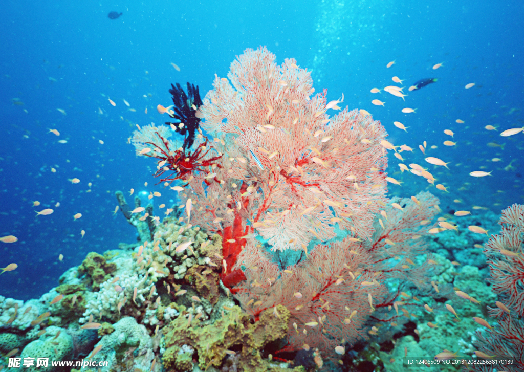 海洋 海洋生物 海底