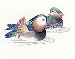 鸳鸯
