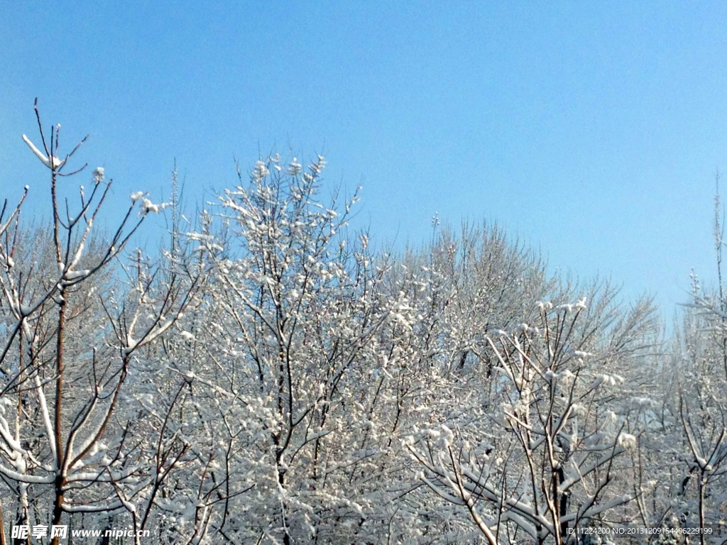 雪景