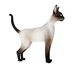 猫 猫咪 动物