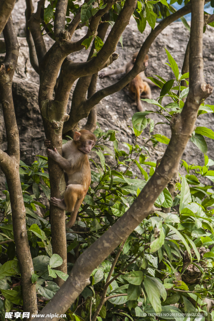 爬树的小猴