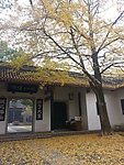 岳麓书院银杏