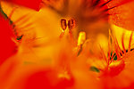 花蕊