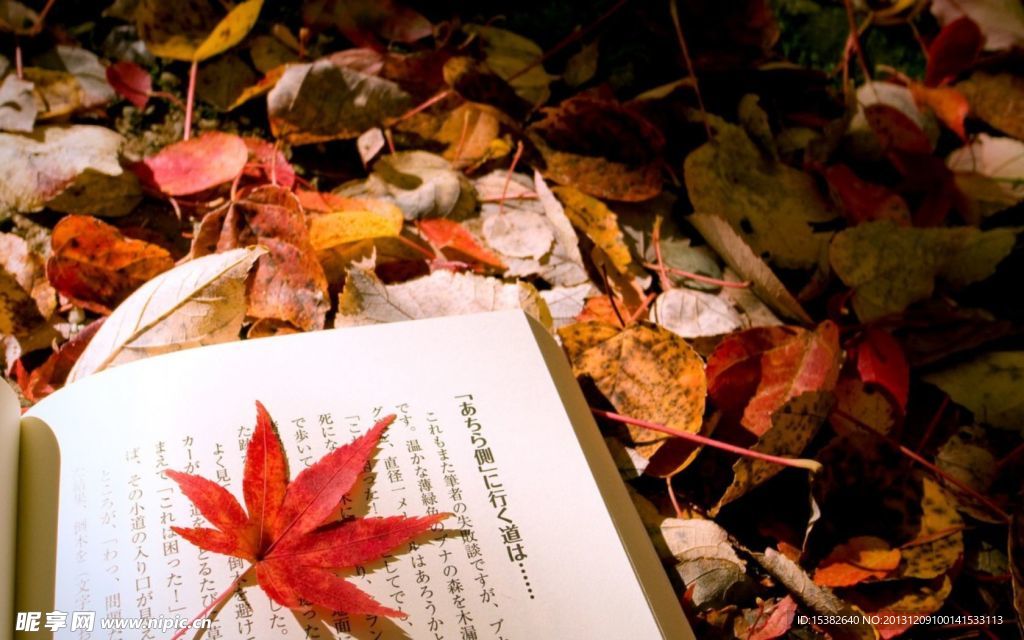 唯美枫叶壁纸