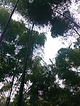 竹林